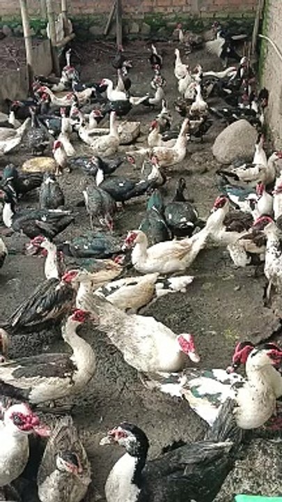 Bebek