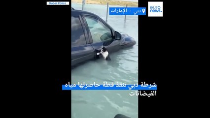الفيضانات في دبي: بعد أن تمسكت بإحدى السيارات.. الشرطة تنقذ قطة من الغرق