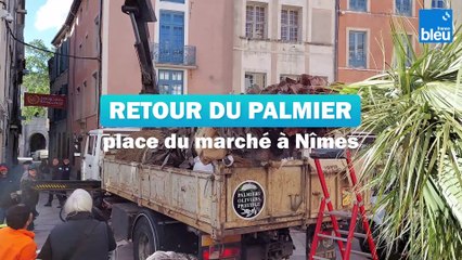 LE RETOUR DU PALMIER PLACE DU MARCHE A NÎMES