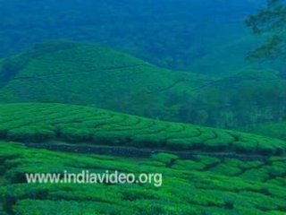 Munnar - South Indian hill station