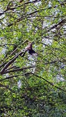 Poor bird found hanging from tree in Woking with hook piercing their beak