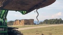 Slippery intruder: snake's surprise farm visit