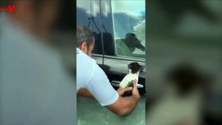 Cat Rescued From Clinging on Car Door in Torrential Floods