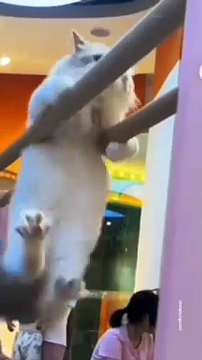 Kung fu cat