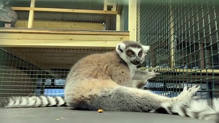 Rescued lemurs make themselves at home at WildSide Exotic Rescue