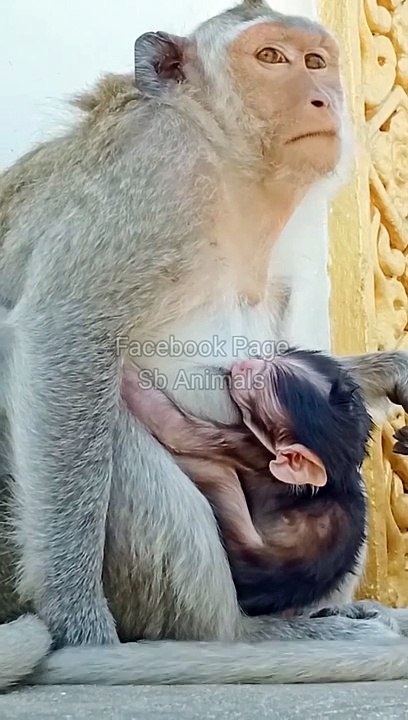 Cute baby Mankey Short, Viral Monkey Shorts, Shorts #Animalsvideo#Funnyanimals#Wildanimals