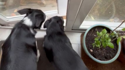 Courageous canine chronicles: Yorkshire Terrier's triumph over physical challenges