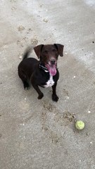 Secret Drinker lets his dog take the lead as they head to a seaside haven