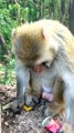 Funny Monkey Shorts, Animals Short Video,Viral Video #Animalsvideo#Wildanimals#Monkeyvideo