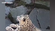 Kameralara alışık olmayan kar leoparının verdiği tepki izlenme rekoru kırdı