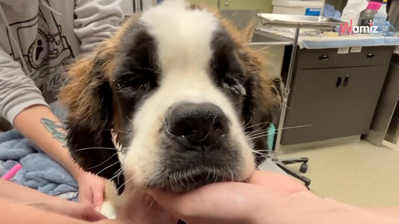 Ce Saint-Bernard est abandonné dans une maison vide : ils hurlent en voyant son poids sur la balance
