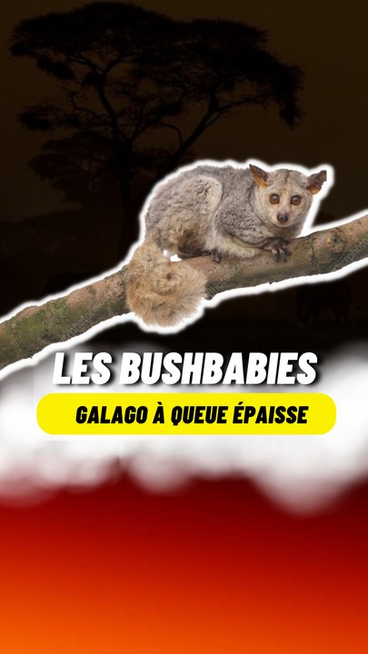 Bushbabies