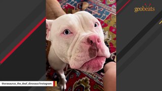 Woman has best response when she discovers her dog is deaf