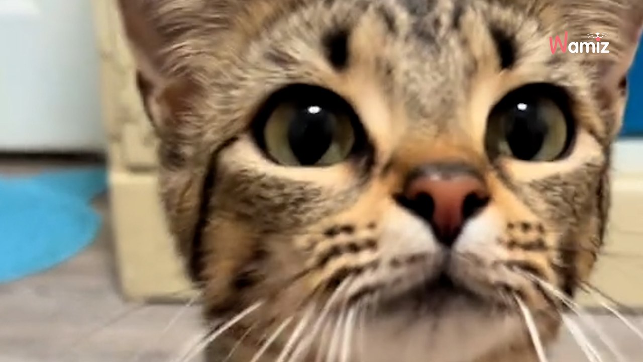 Une femme retire ses chatons à une maman chat : la raison est bouleversante (Vidéo)
