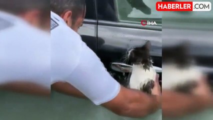 Dubai'de selde mahsur kalan kediyi polis kurtardı