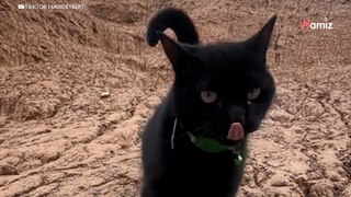 Owner can't find disabled cat; then she spots her halfway up a mountain (video)