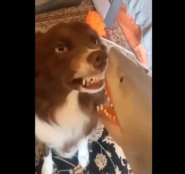 Funny and cute animal video