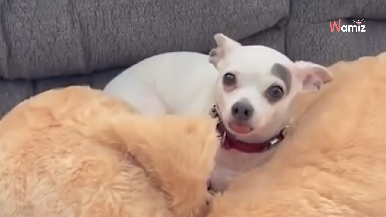 Inconsolable après la disparition de son frère Ben , Tim a retrouvé la joie de vivre grâce à Thor 