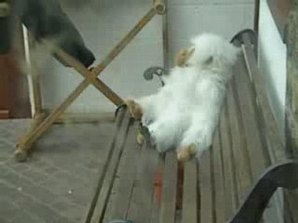 Une mésange préparant son nid...