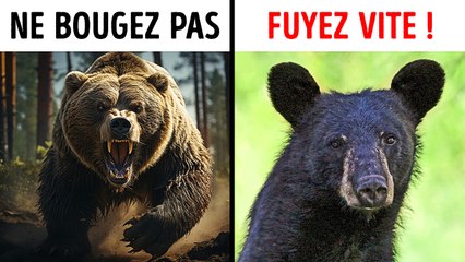 Que Faire Si Vous Croisez Un Ours Dans La Nature