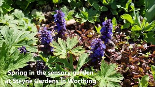 Spring in the sensory garden at Steyne Gardens, cared for by Sight Support Worthing