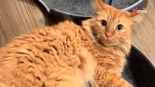 Adorable 'chonk' refuses to leave his new bed, even though he doesn't fit (video)