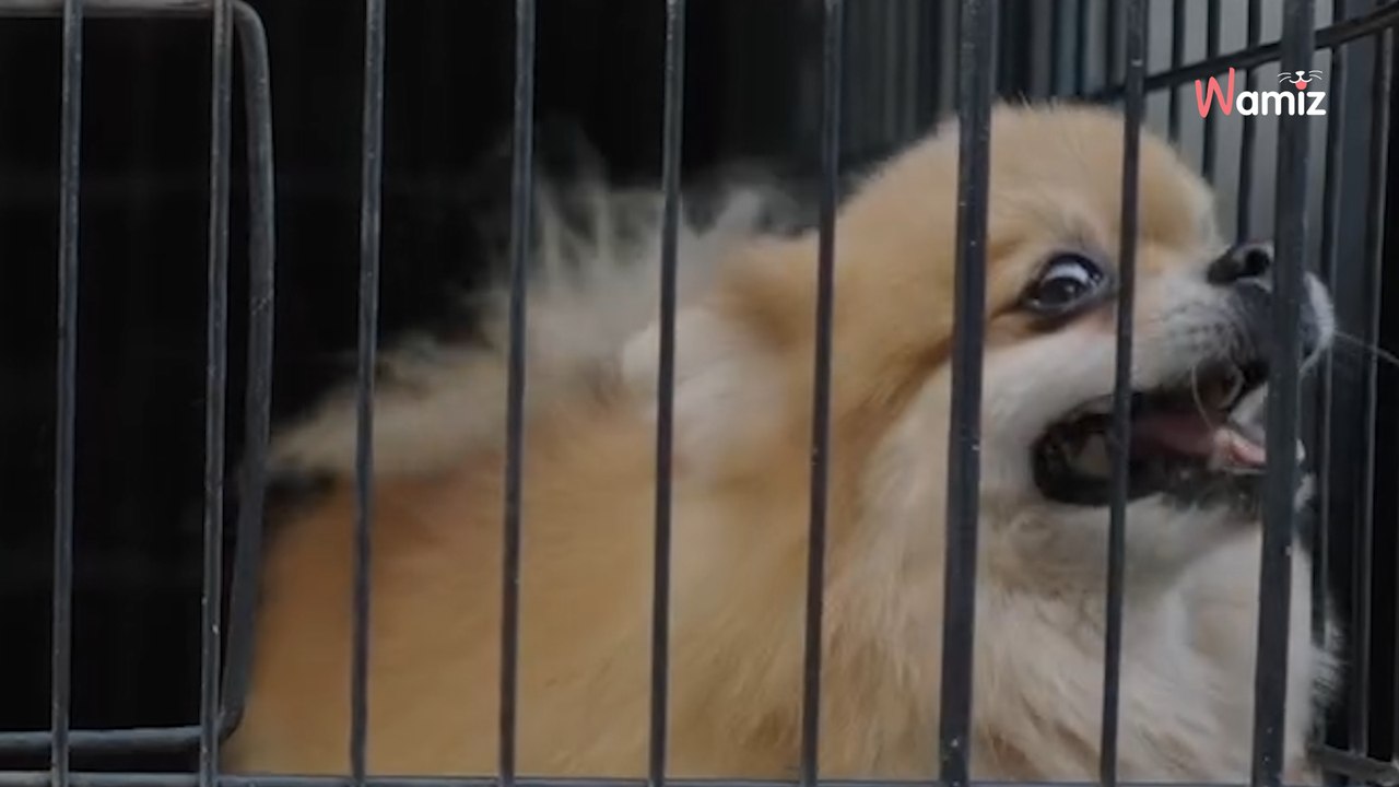 La fin de vente de chiens et de chats en animalerie entre en vigueur ! 