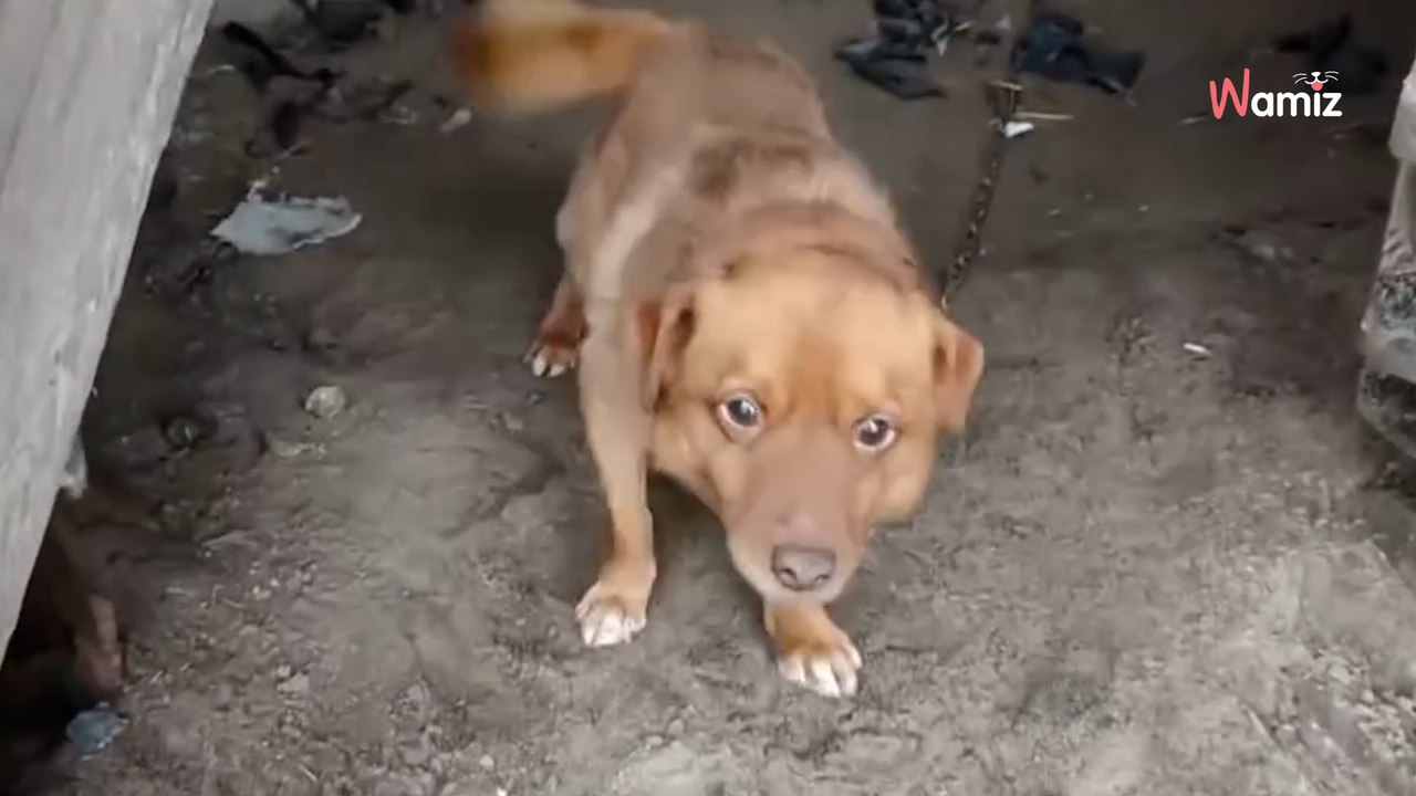 Oprócz łańcucha nie miał nic, nawet imienia. Jego radość na widok człowieka łamie serce (video)