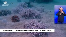 Australie : la grande barrière de corail en danger