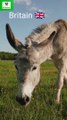 Why Chinese are Importing and killing Donkeys