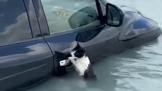 Cat rescued by police after clinging to car door during Dubail floods