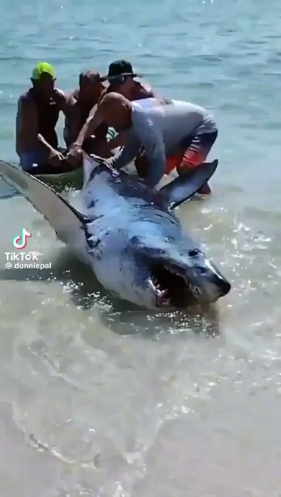 They helped a stranded shark back into the water on a Florida beach