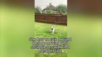 Weekly video: Penny the pug has an extremely rare neurological disease