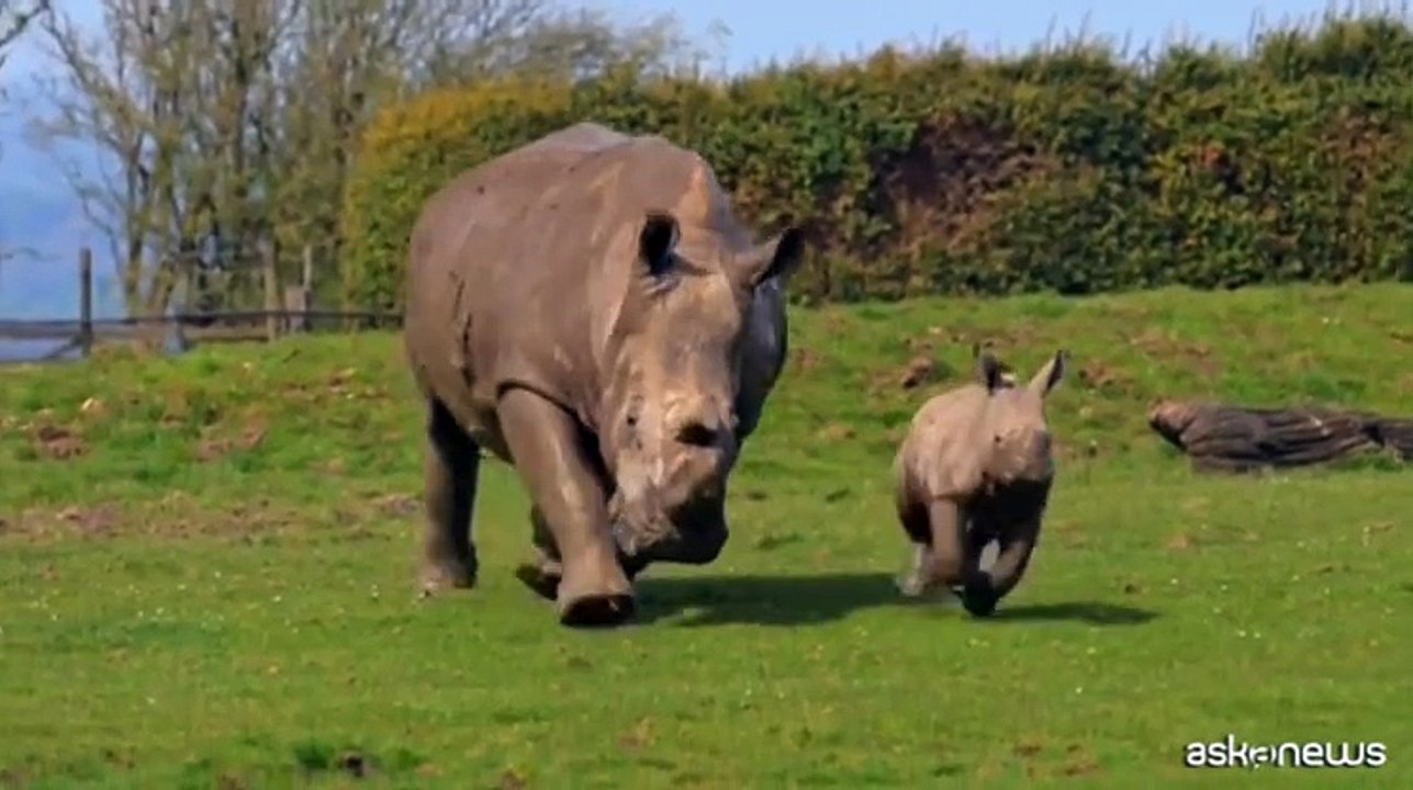 Splendido baby-rinoceronte nato nello zoo Whipsnade, a nord di Londra ...