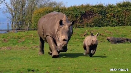 Splendido baby-rinoceronte nato nello zoo Whipsnade, a nord di Londra