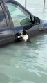 Gato se agarra a carro para sobreviver a tempestade em Dubai