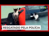 Gato é resgatado após ficar agarrado a porta de carro durante enchente em Dubai