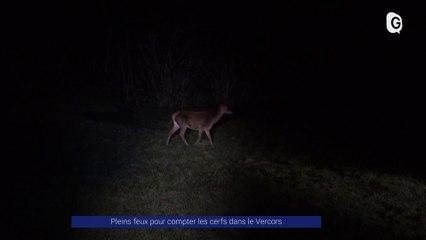 Reportage - Pleins feux pour compter les cerfs dans le Vercors - Reportages - TéléGrenoble