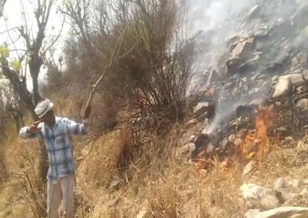 सरिस्का बाघ परियोजना के पहाड़ों में लगी आग, घास-पेड़ धूं-धूं कर जले....देखें यह वीडियो