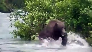 Un Grizzly se met à courir vers ces touristes... terrifiant