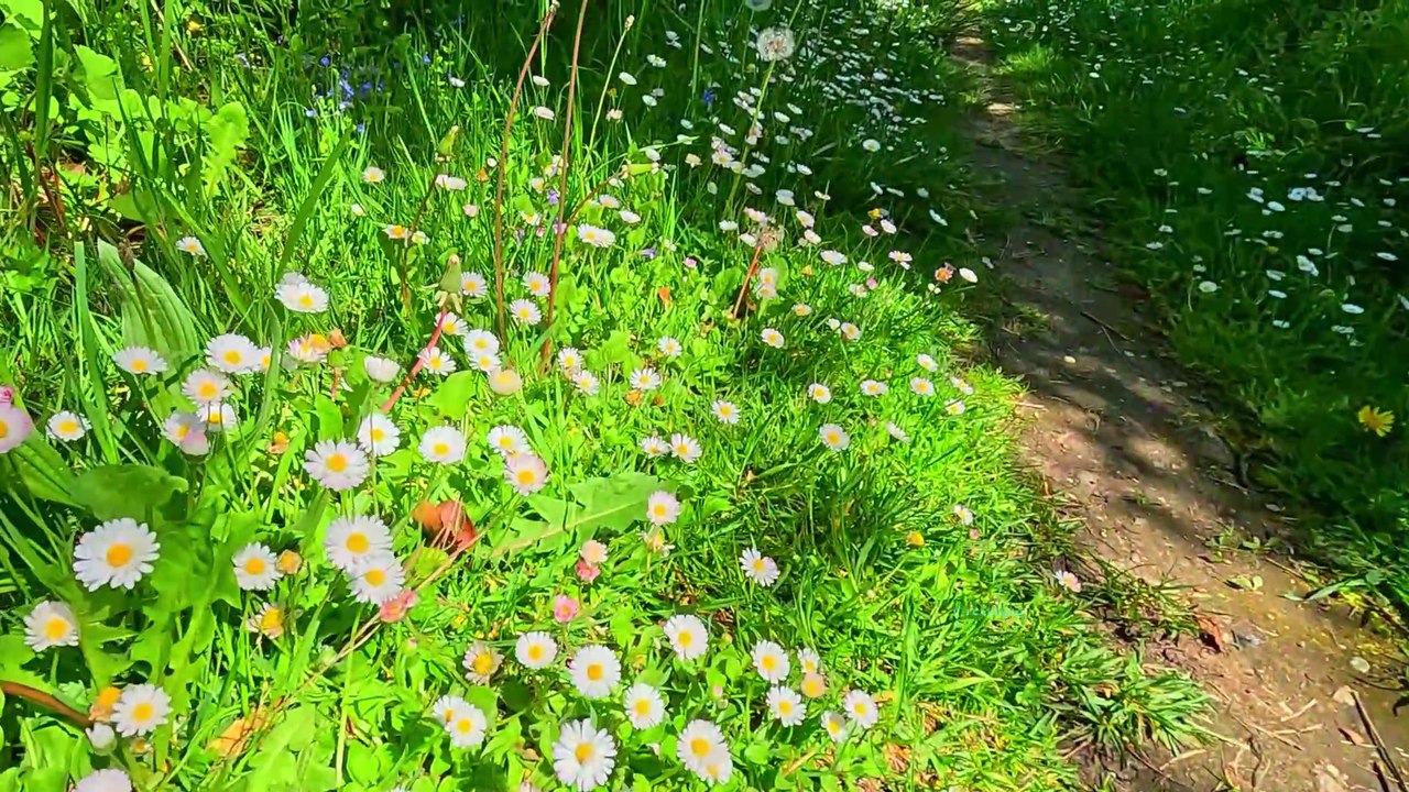 Fleurs du Printemps