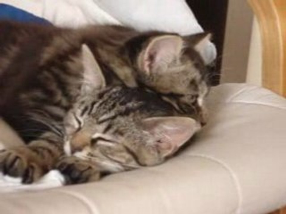 mes chats de moa