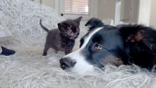Dog Is The Best Nanny To Foster Kittens
