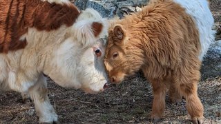 Fluffy Cow Grows Up Around Dogs And Starts Acting Like A Puppy Himself