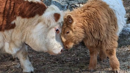 Fluffy Cow Grows Up Around Dogs And Starts Acting Like A Puppy Himself