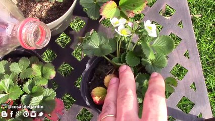 5 fertilizantes con cascara de platano - Potasio - Mas Frutos