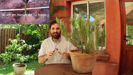 ROMERO SE SECA! SALVALO CON ESTOS CONSEJOS