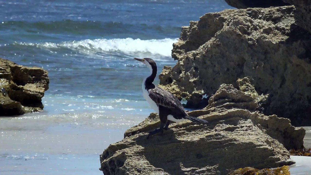 Bird cormorant beak