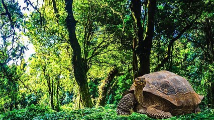 خرگوش اور کچھوا