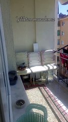 Güvercin yuvası yaptık güvercin holluğu